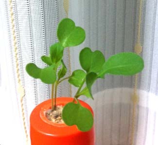 f:id:bobi-wan:20120615005940j:image:w250