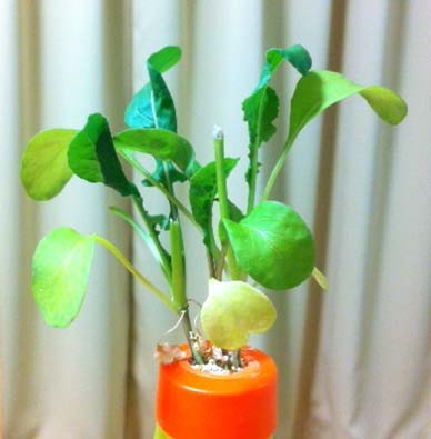 f:id:bobi-wan:20120716005959j:image:w300