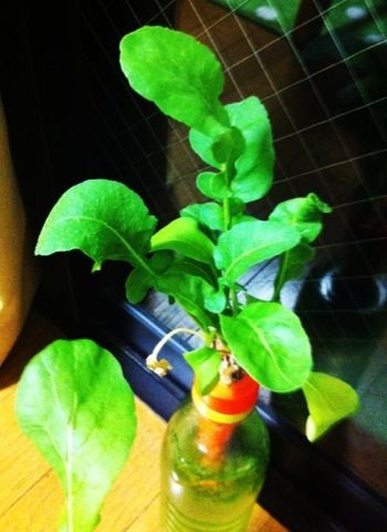f:id:bobi-wan:20120727003725j:image:w300