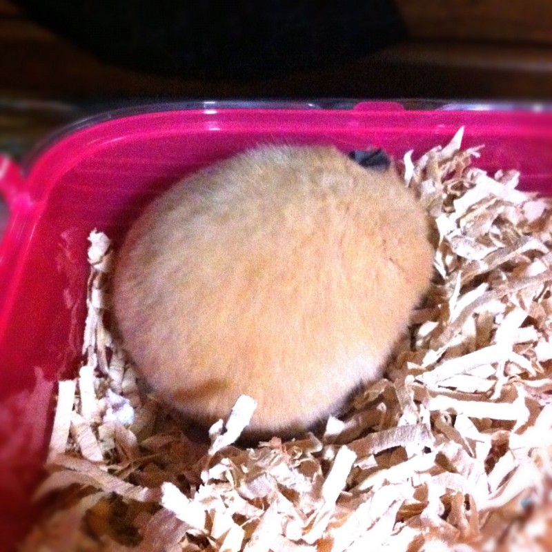 f:id:bobi-wan:20120802002228j:image:w300