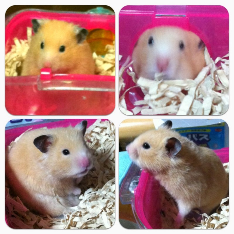 f:id:bobi-wan:20120803005919j:image:w300