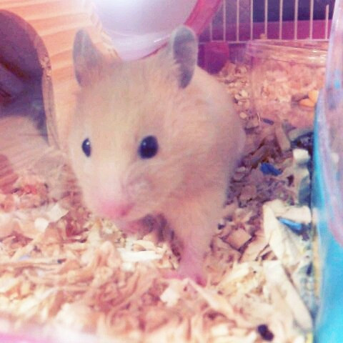 f:id:bobi-wan:20130109174244j:image:h320