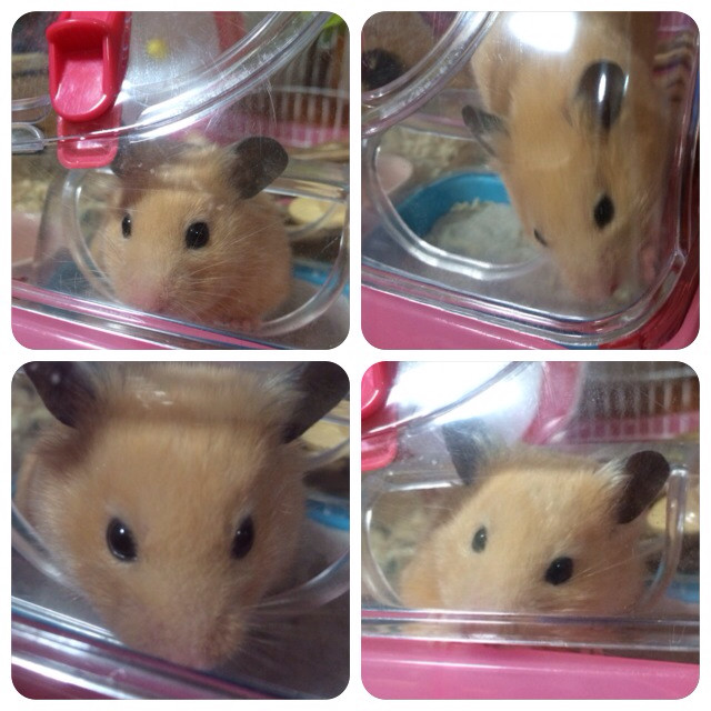 f:id:bobi-wan:20131112233745j:image:h320