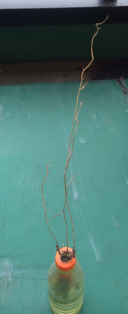 f:id:bobi-wan:20131114181751j:image:w250
