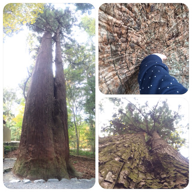f:id:bobi-wan:20131128165254j:image:h360 f:id:bobi-wan:20131128165254j:image:h360