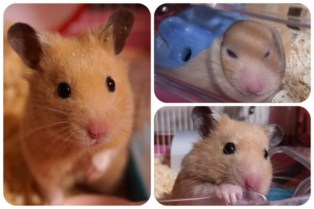 f:id:bobi-wan:20140726001015j:image:w380