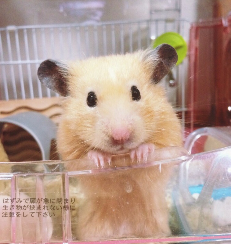 f:id:bobi-wan:20141016234013j:image:w320