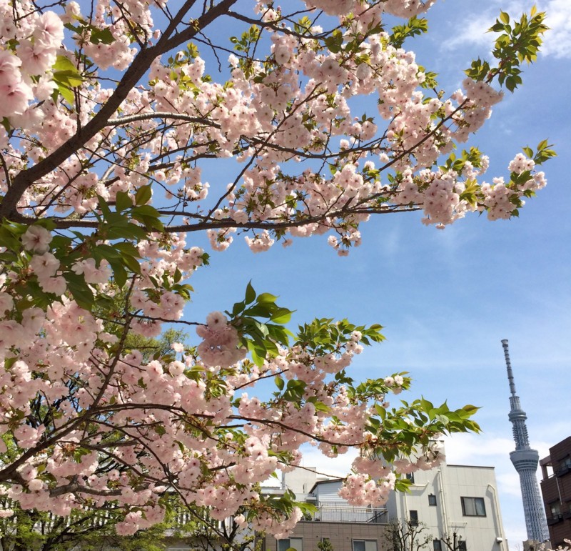 f:id:bobi-wan:20160412002422j:image:w360