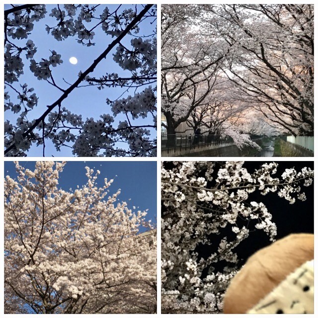 f:id:bobi-wan:20170407233913j:image:w360