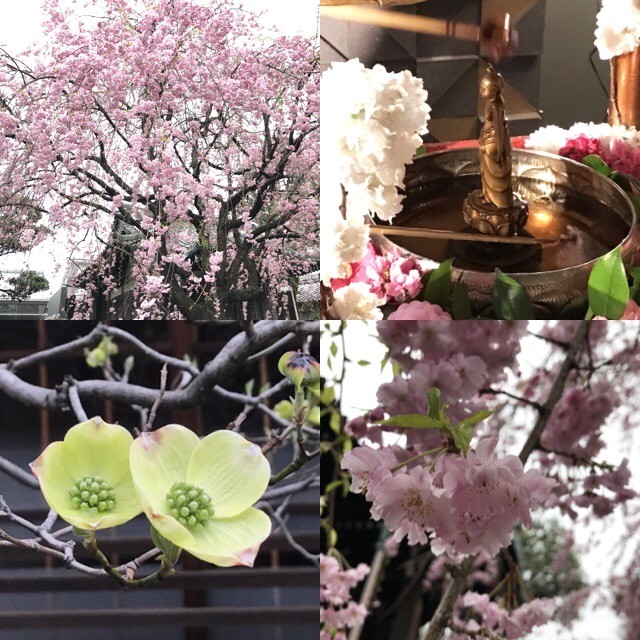 f:id:bobi-wan:20170409000415j:image:w360