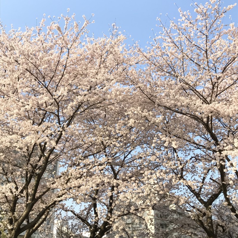 f:id:bobi-wan:20180330004834j:image:w360