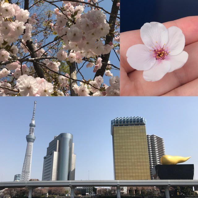 f:id:bobi-wan:20180401225820j:image:w360