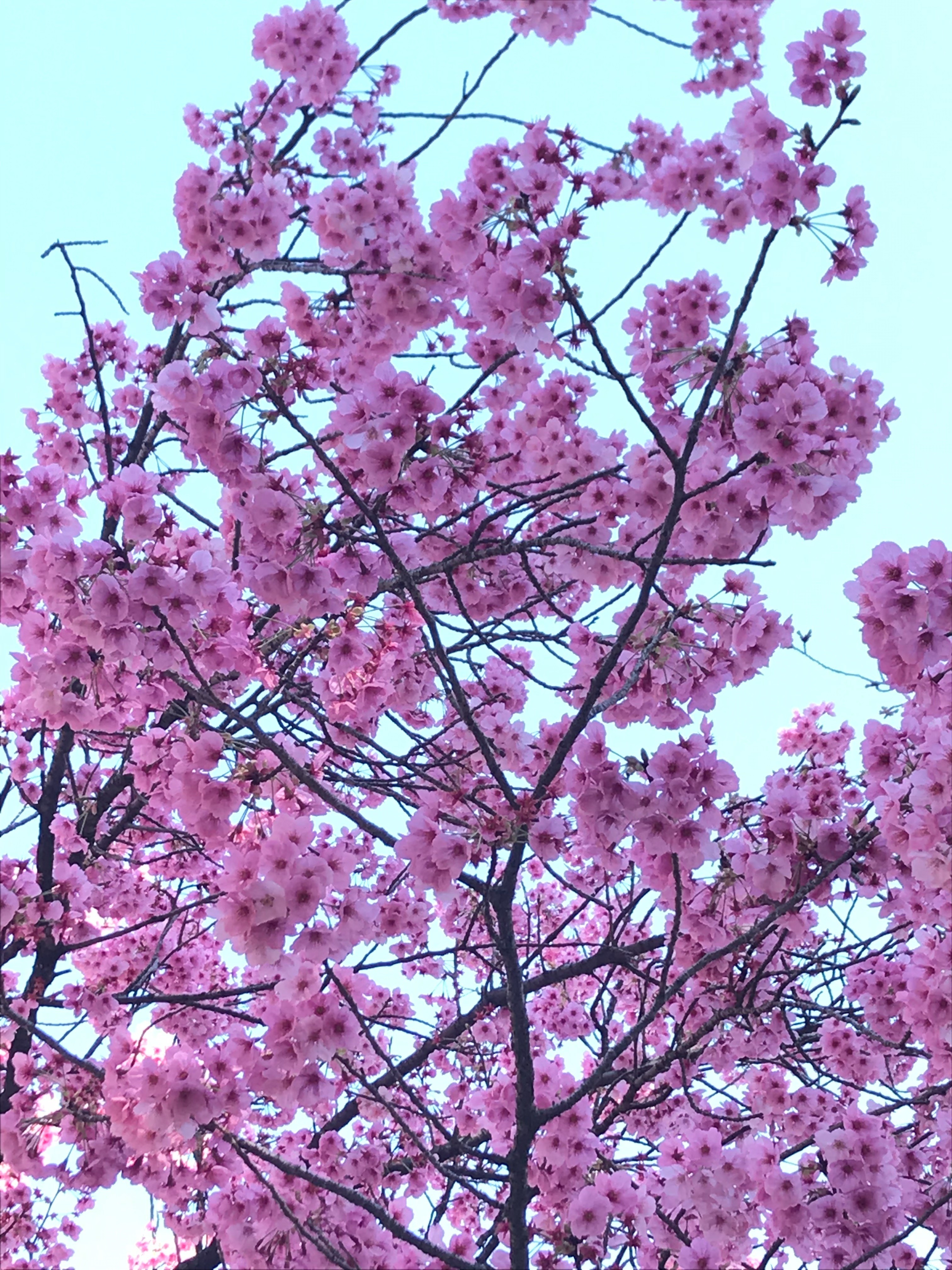 f:id:bobi-wan:20190325081140j:image:w360 f:id:bobi-wan:20190325081140j:image:w360