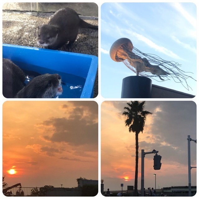 f:id:bobi-wan:20191002063845j:image:w360