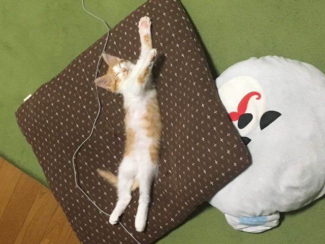 f:id:boc22boc:20190313231550j:image