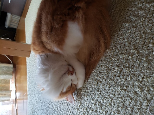 f:id:boc22boc:20190908155739j:image