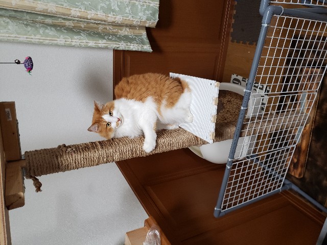f:id:boc22boc:20191120222443j:image