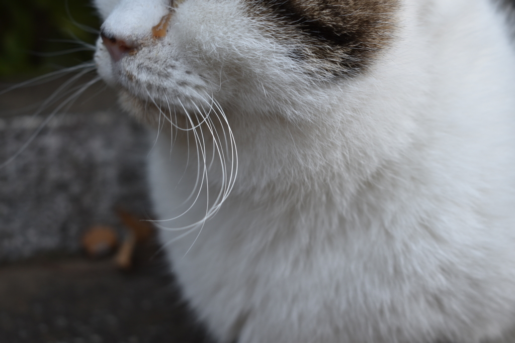 f:id:boc3096:20190129230324j:plain