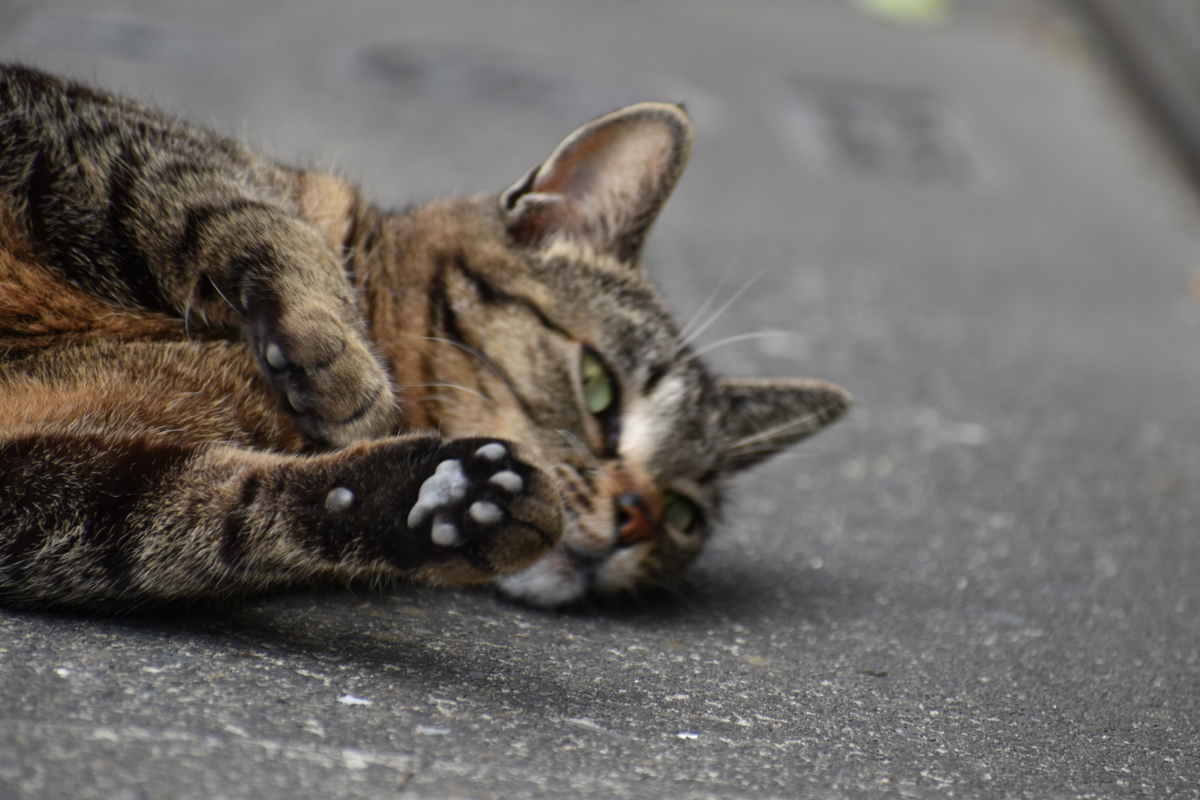 f:id:boc3096:20190603162611j:plain
