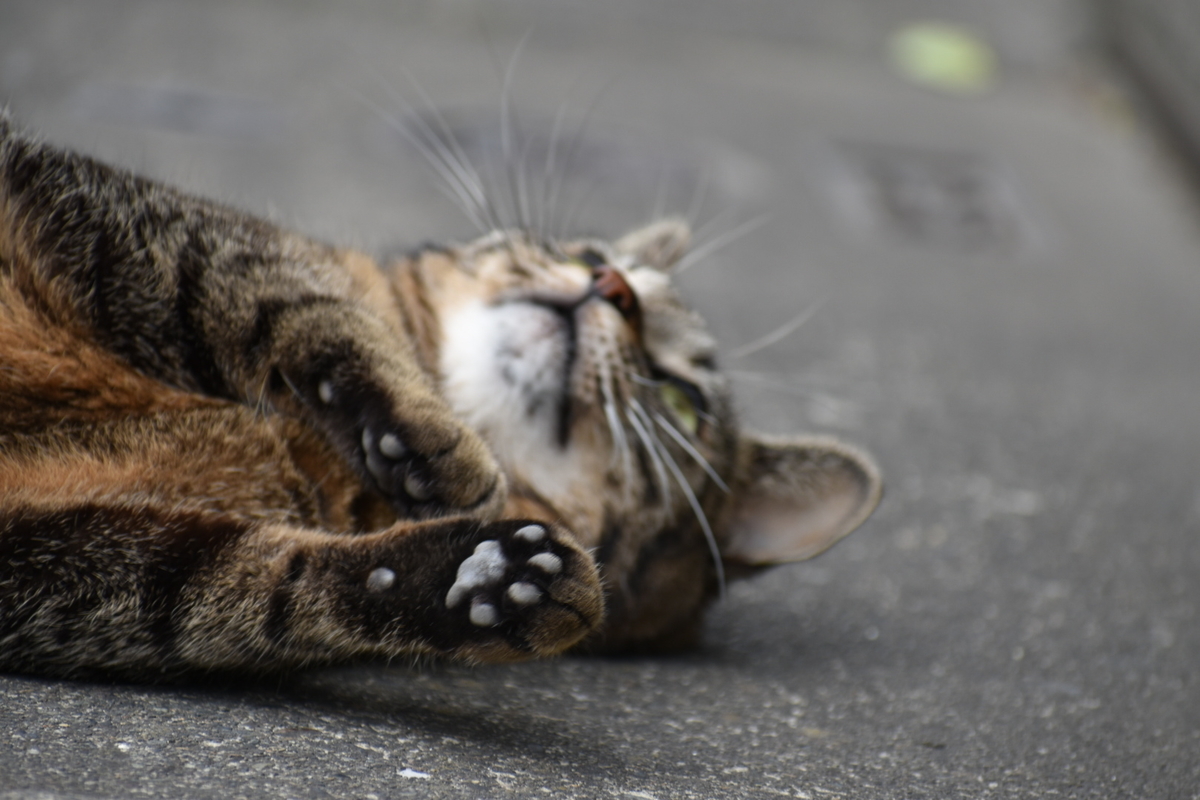 f:id:boc3096:20190603163018j:plain