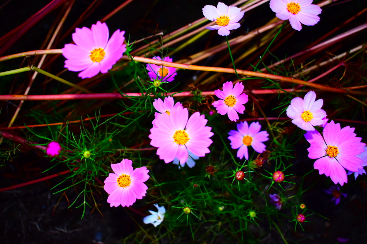 f:id:boc3096:20190928182129j:plain f:id:boc3096:20190928182129j:plain