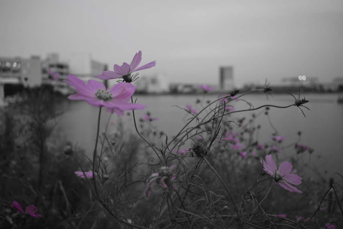 f:id:boc3096:20190928182504j:plain f:id:boc3096:20190928182504j:plain