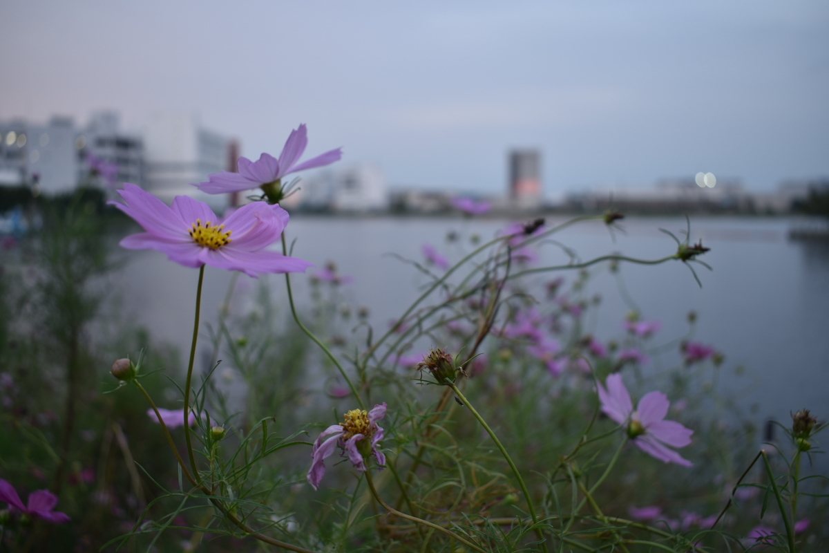 f:id:boc3096:20190928183038j:plain f:id:boc3096:20190928183038j:plain