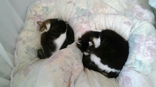 f:id:bocat32:20170402233240j:image