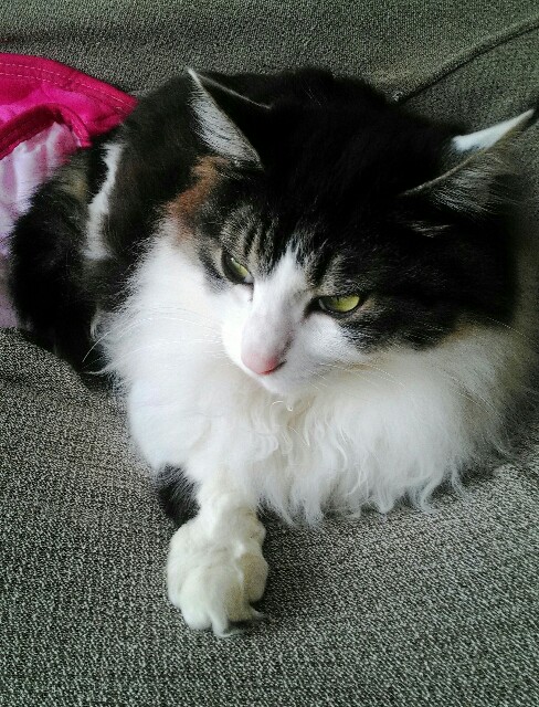 f:id:bocat32:20170402233648j:image