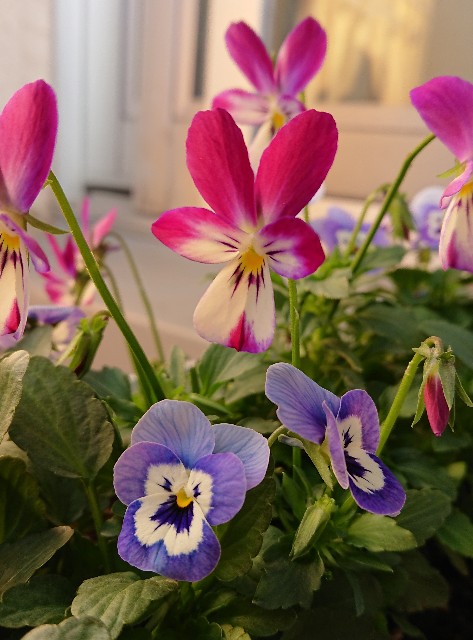 f:id:boccadileone:20191219133555j:plain f:id:boccadileone:20191219133555j:plain