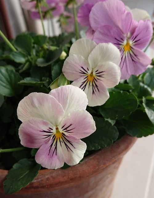 f:id:boccadileone:20191225110538j:plain f:id:boccadileone:20191225110538j:plain