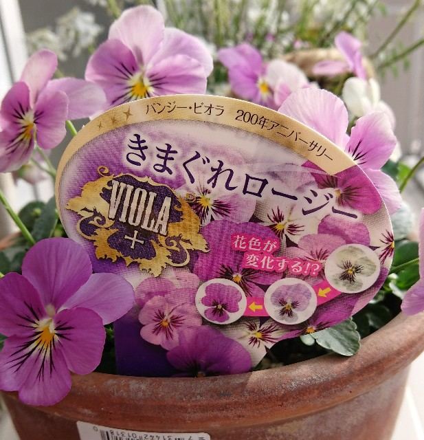 f:id:boccadileone:20191225110646j:plain f:id:boccadileone:20191225110646j:plain