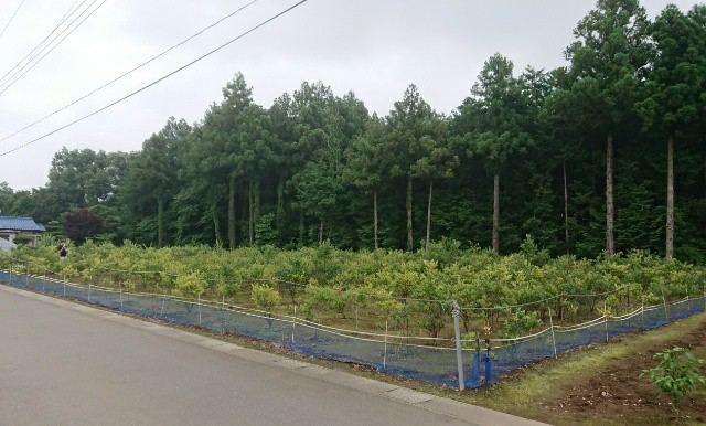 f:id:boccadileone:20200709143515j:plain f:id:boccadileone:20200709143515j:plain