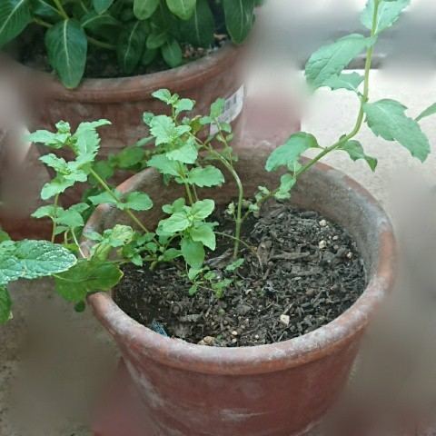 f:id:boccadileone:20200905162841j:plain f:id:boccadileone:20200905162841j:plain