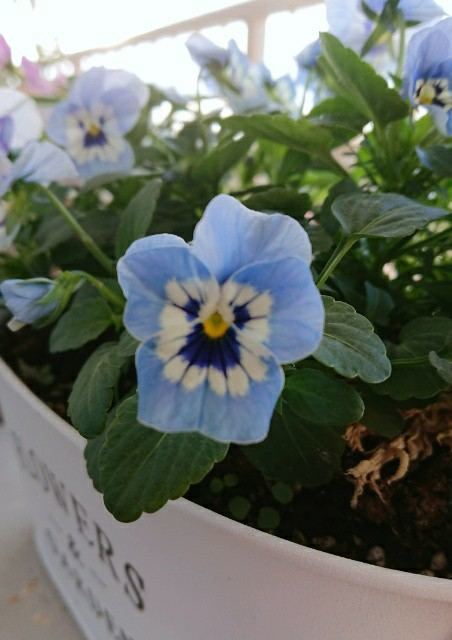 f:id:boccadileone:20201117112843j:plain