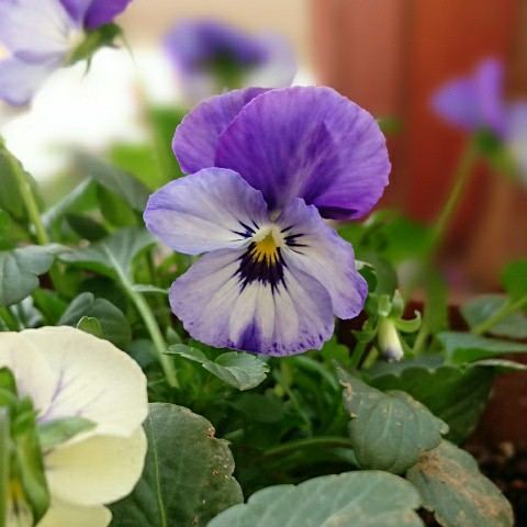 f:id:boccadileone:20201127181138j:plain