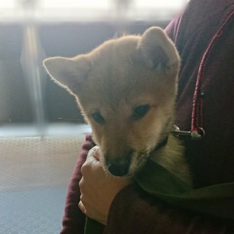 はじめての外出 今日の柴ちゃん21 見えない何かと戦うブログ 毎日のわくわくの正体