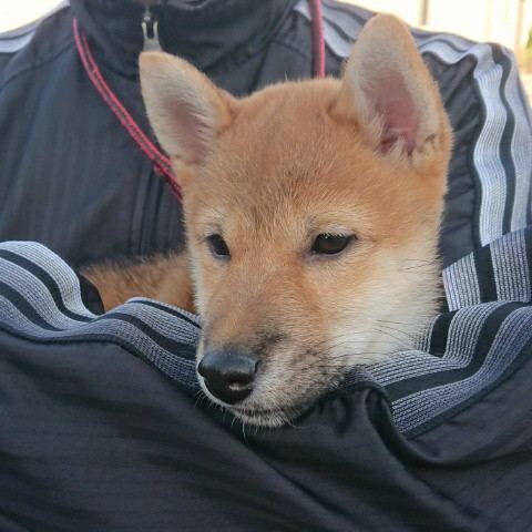 はじめての外出 今日の柴ちゃん21 見えない何かと戦うブログ 毎日のわくわくの正体