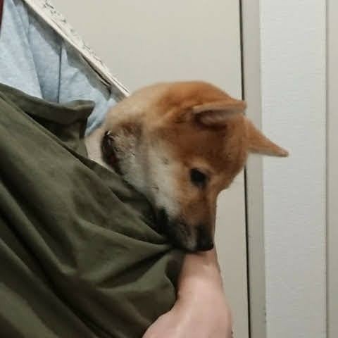 はじめての外出 今日の柴ちゃん21 見えない何かと戦うブログ 毎日のわくわくの正体