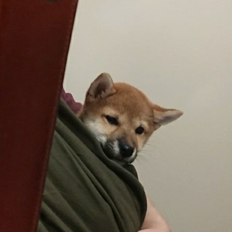 はじめての外出 今日の柴ちゃん21 見えない何かと戦うブログ 毎日のわくわくの正体
