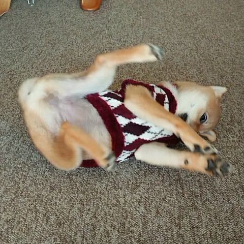 f:id:boccadileone:20201213012914j:plain