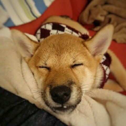 f:id:boccadileone:20201214165737j:plain