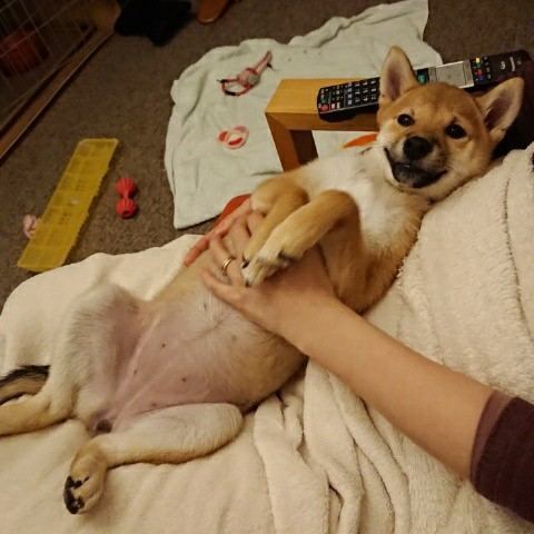 f:id:boccadileone:20201219230519j:plain