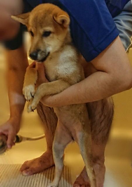 シャンプーは修行だ 今日の柴ちゃん27 見えない何かと戦うブログ 毎日のわくわくの正体