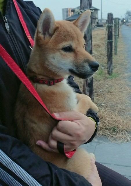 f:id:boccadileone:20210103170327j:plain