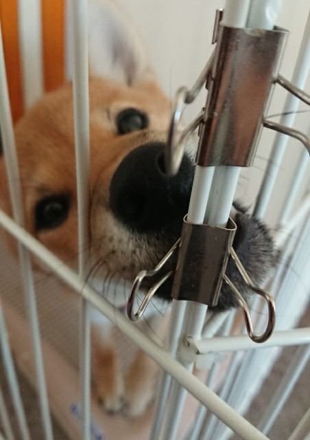 f:id:boccadileone:20210109005237j:plain