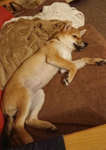 f:id:boccadileone:20210124004101j:plain