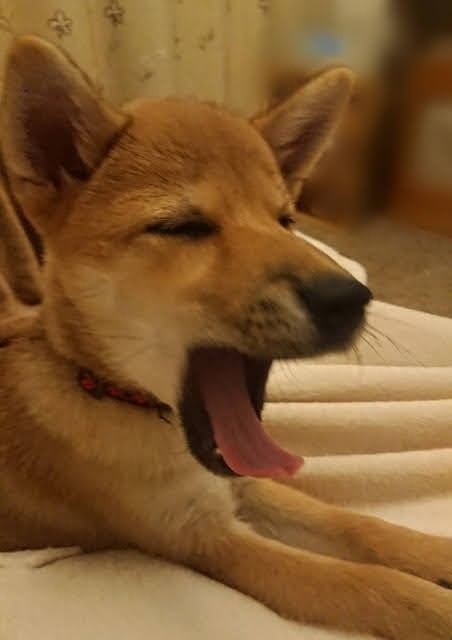 f:id:boccadileone:20210124004345j:plain