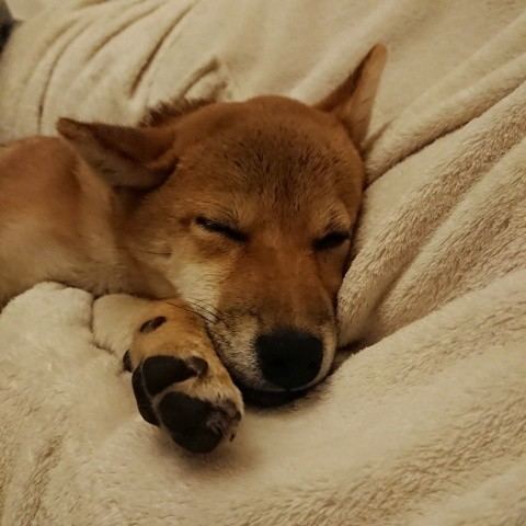 f:id:boccadileone:20210124101115j:plain