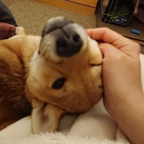ペット用ウエットティッシュのオススメ 今日の柴ちゃん38 見えない何かと戦うブログ 毎日のわくわくの正体 ペット用ウエットティッシュのオススメ 今日の柴ちゃん38 見えない何かと戦うブログ 毎日のわくわくの正体